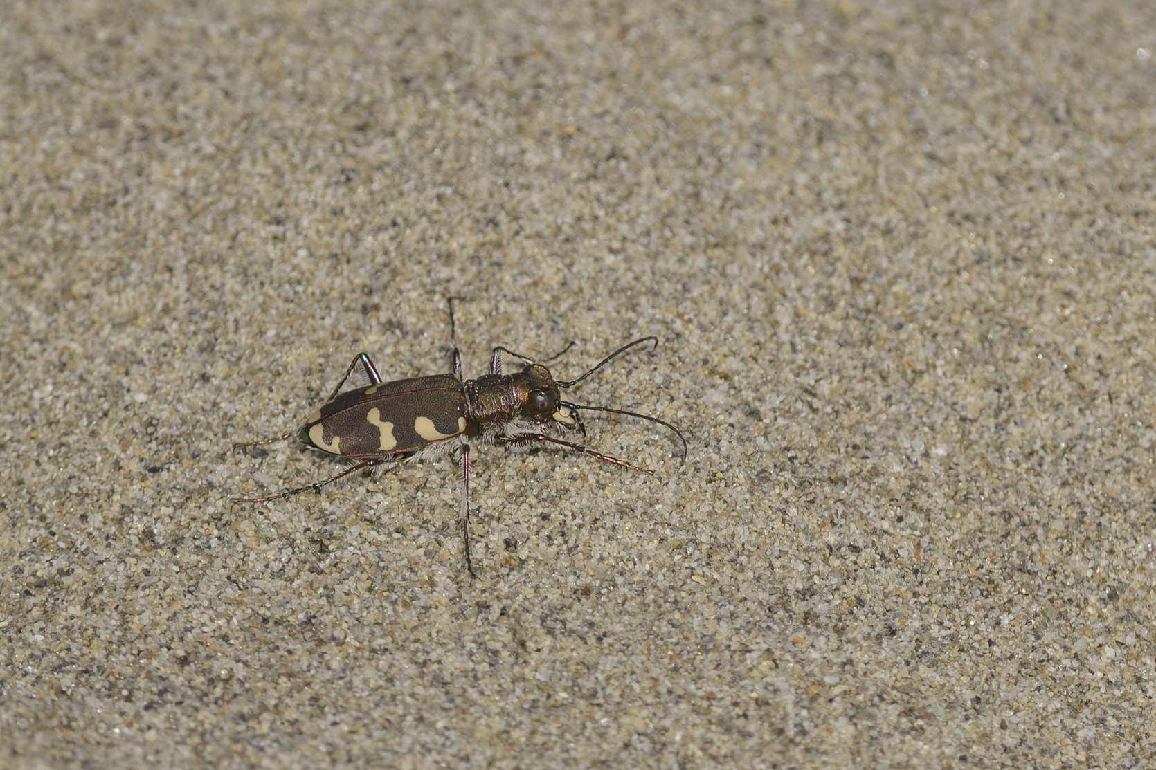Carabide da identificare